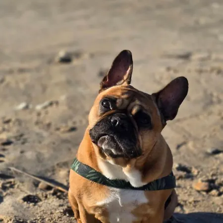 Swiety Spokoj Rusinowo- Nad Morzem Z Wlasnymi Ogrodkami